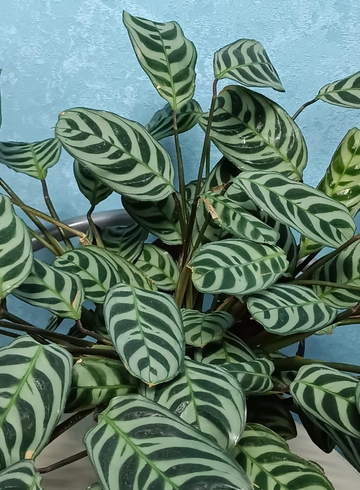 Калатея раскидистая от интернет-магазина цветов в 