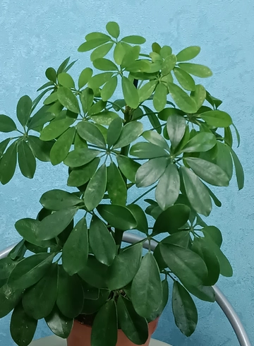 Шеффлера от интернет-магазина цветов в 