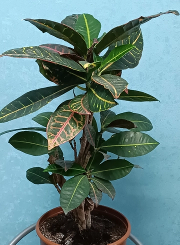 Кодиеум от интернет-магазина цветов в 