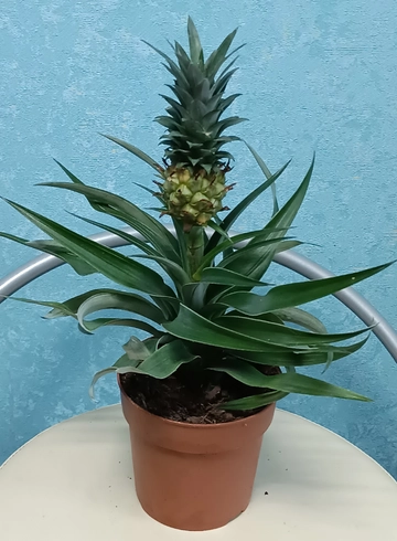 Ананас  от интернет-магазина цветов в 