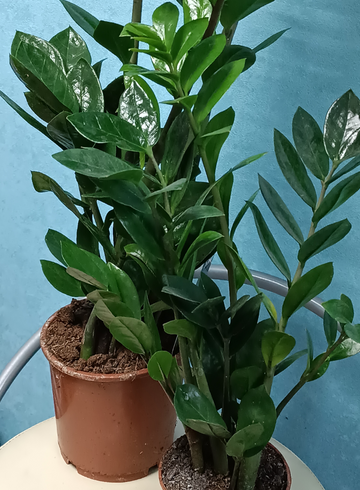 Замиокулькас от интернет-магазина цветов в 