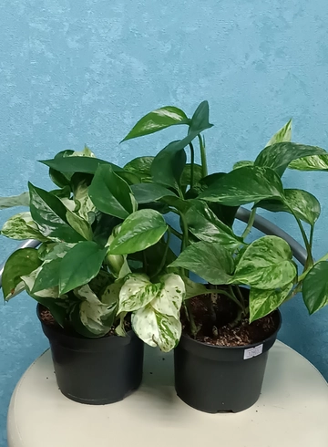 Эпипремнум  от интернет-магазина цветов в 