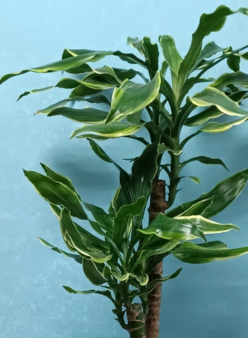 Драцена  от интернет-магазина цветов в 