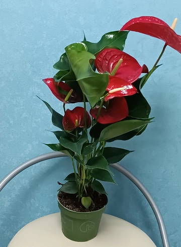 Антуриум  от интернет-магазина цветов в 