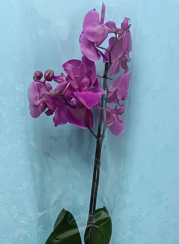 Орхидея  от интернет-магазина цветов в 