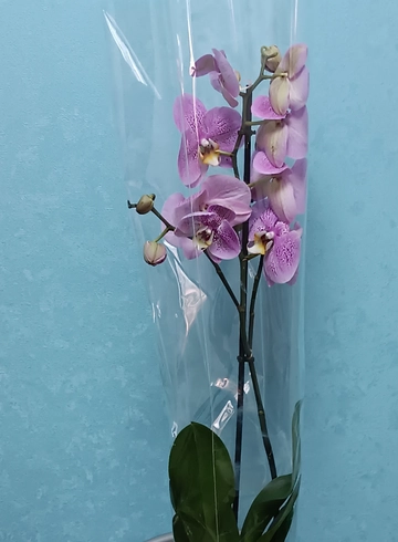 Орхидея сиреневая  от интернет-магазина цветов в 